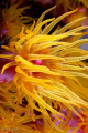   Yellow soft coral bloom night  